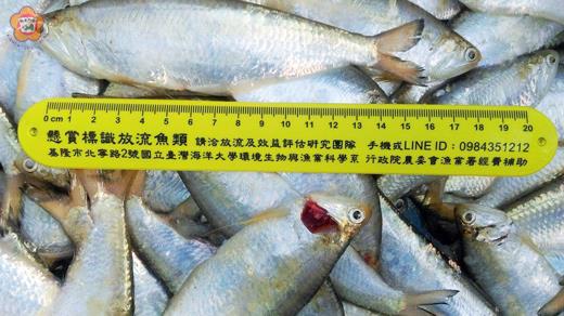 水試所針對金湖鎮新湖漁港漁民漁況普查,上(1)月份漁民捕獲頻度以絲翅鰶(黃隻)為最高。(金門縣水試所提供)