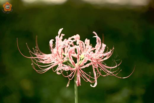 金門原生種植物「紅花石蒜」又有彼岸花、曼珠沙華之稱,每當天候轉涼、秋意漸濃,也正是此種植物盛開的季節。(董森堡攝)