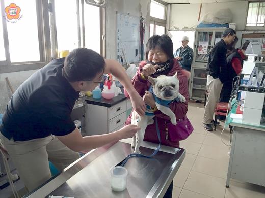 動植物防疫所上週舉行迎新春免費狂犬病預防注射及動物保護宣導活動，受到民眾熱情歡迎，吸引大批民眾攜帶家中寵物前往動植物防疫所進行健檢。（防疫所提供）