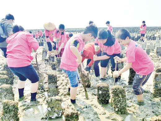 古寧國小結合環境教育發展生態遊學課程，學童體驗蚵民擎蚵、剝蚵的生活點滴。（李金鎗攝）