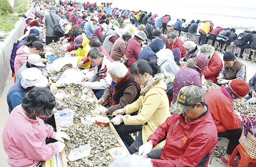 金寧鄉石蚵文化節千人剝蚵體驗活動場面壯觀。(楊水詠攝)