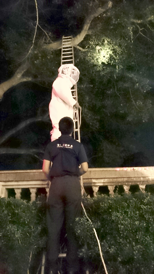 縣消防局今年執行捕蜂案件高達464件,讓消防人員疲於奔命。
(消防局提供)