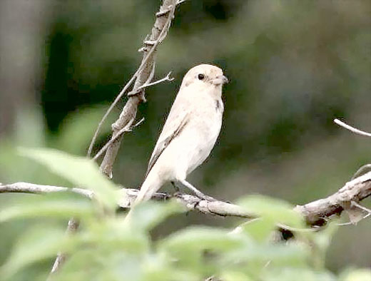 金門國家公園在調查期間發現臺澎金馬的新紀錄種荒漠伯勞金門現蹤。（金管處提供）