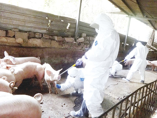各鄉鎮公所的獸醫師針對各轄區內所有養豬場豬隻進行訪視檢查。（防疫所提供）