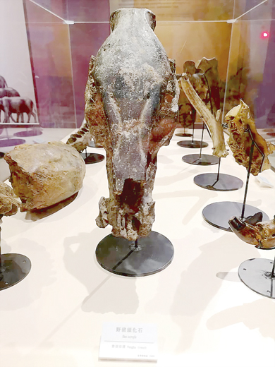 古生物特展展出起掘於澎湖海溝野豬頭化石。