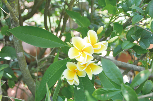 雞蛋花開 花開雞蛋。
