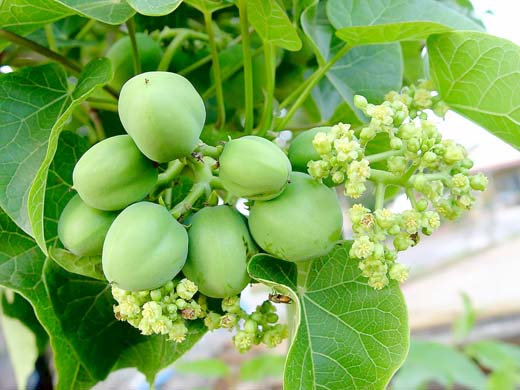 白土蜱(痲瘋樹)是金門村落最常見的民俗植物。(陳西村提供)