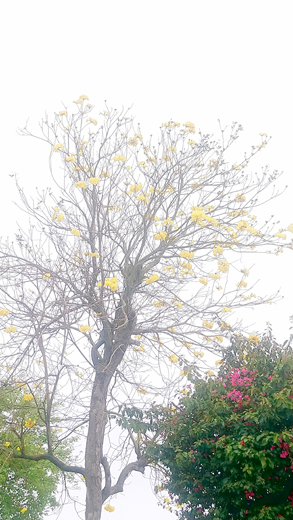 目前黃金風鈴木正開花，黃色花海相當醒目。（李增汪攝）