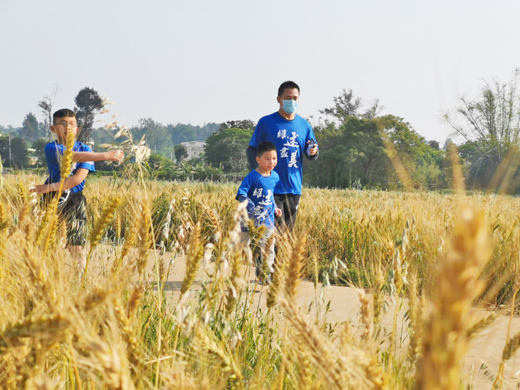 小麥熟了，述美親子的臉笑了，8日親子和師生一同參與小麥路跑活動，恣意地在麥田中奔跑及欣賞小麥風光。（述美國小提供）