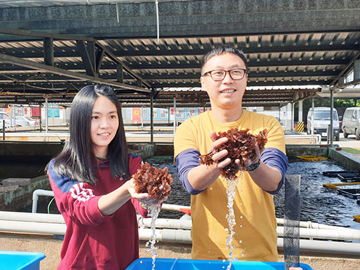 水試所養殖的海木耳,今天新鮮試賣秒殺。(許峻魁攝)