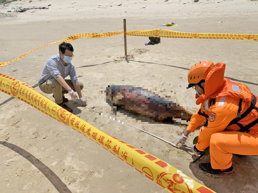 第九岸巡隊28日在金沙鎮狗嶼灣岸際發現一隻死亡鯨豚。（金門岸巡隊提供）