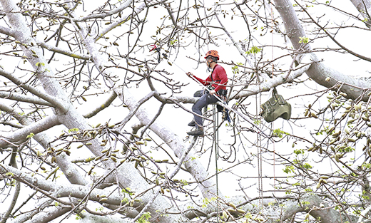林務所委由兼具攀樹師及樹藝師證照的專業團隊，包括廖偉健等，進行總兵署古木棉樹蒴果摘除作業及年度健檢。（林務所提供）