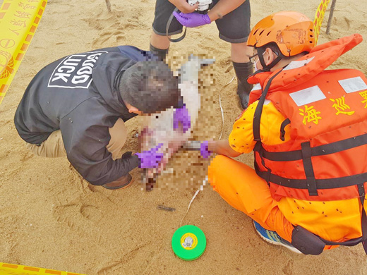 金馬澎分署第九岸巡隊於金寧鄉安岐岸際沙灘發現一隻死亡海豚屍體。（岸巡隊提供）