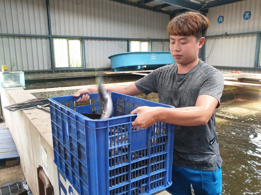 金門高職土虱將以一尾一百元出售。(許峻魁攝)