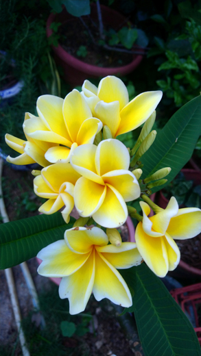 雞蛋花開花 花如其名