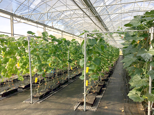 農試所於溫網室內栽培多項瓜類作物，特別辦理「瓜類作物栽培管理觀摩會」，並開放民眾報名參加。（農試所提供）