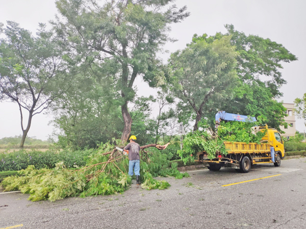 因應颱風來襲，林務所風倒木處理小組已成立，籲請鄉親颱風警戒期避免出門。圖為去年林務所執行風倒木處理情形。（林務所提供）