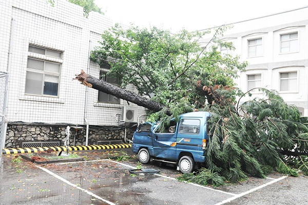 金門縣府一棵20多年的南洋杉不敵強風倒下，壓毀停在樹下的箱型車，車主損失慘重。（楊水詠攝）