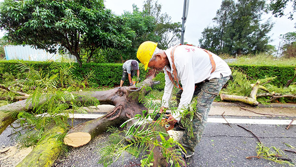 金門林務所接獲多起風倒木通報，出動多名員工緊急搶通各主要道路，以維交通順暢及安全。（縣府提供）