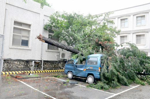 縣府一棵南洋杉被颱風吹倒，壓毀箱型車。（楊水詠攝）