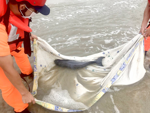 一隻保育類露脊鼠海豚遭強浪推到成功海灘擱淺。
（岸巡隊提供）