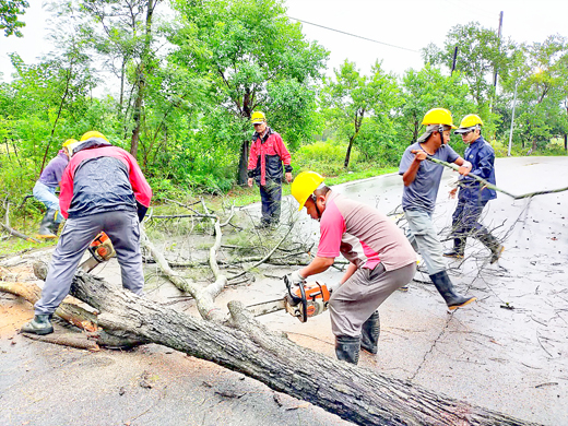 林務所風倒木處理小組，颱風期間默默為鄉親排除路障。（林務所提供）