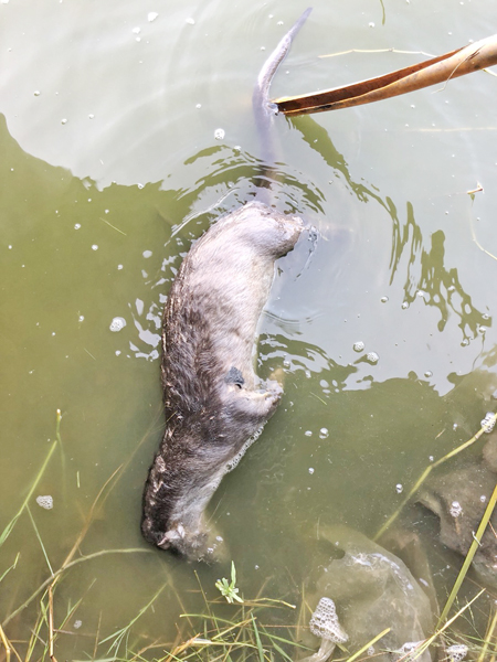 今年第4例，縣府接獲通報在雙鯉湖尋獲保育類死亡歐亞水獺。（縣府提供）