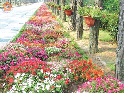 鵲山道路兩旁鳳仙花盛開