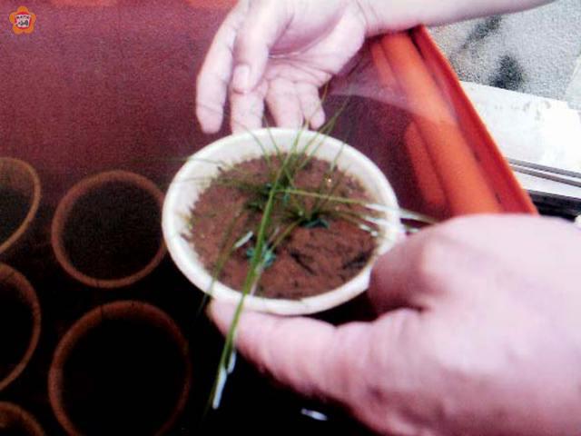太武山發現水韭初步認定為新種