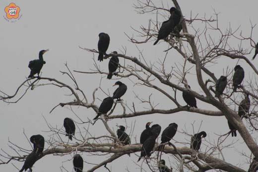 金門鸕鶿季開幕為觀光加分