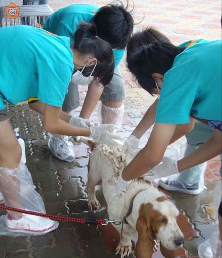 幫狗狗洗澡學生志工樂在其中