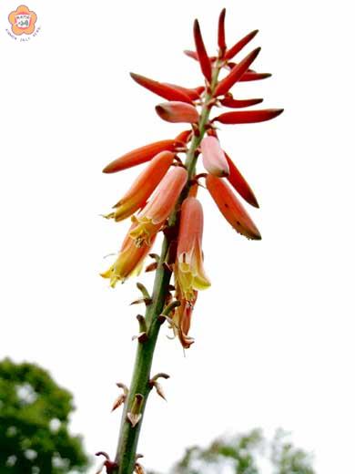 蘆薈花在金門又稱黃枝花!(張建騰攝)