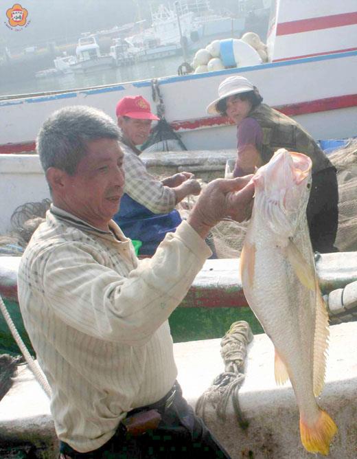 船長陳松樹手上的大黃魚有五斤多重,身價可達一萬多元(張建騰攝)