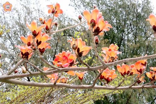 木棉花盛開
  楊水詠／圖文