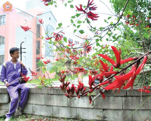   湖中的珊瑚刺桐花開正盛。（張建騰攝） 