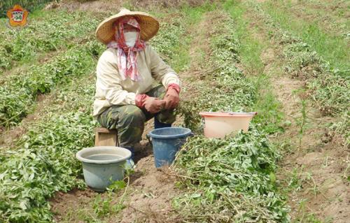 金門日報全球資訊網 花生採收忙農友笑呵呵