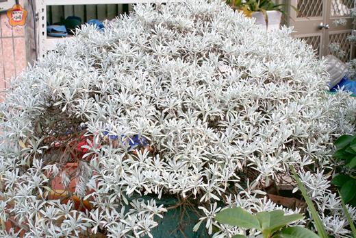 海芙蓉可開發成多元附加價值產品。(李增汪攝)
