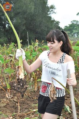 烈嶼鄉以種植的芋頭盛名,明年起扶植芋頭產業,邁向「一鄉鎮一特產」的傳統農業新風貌,帶動地方觀光經濟發展。(楊水詠攝)
