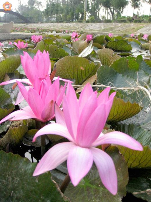 花中的睡美人