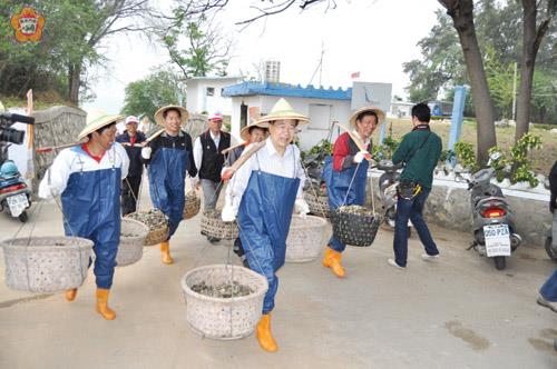 金寧鄉一百年石蚵小麥文化季活動所推出的「挑蚵體驗」昨熱鬧登場,縣長李沃士和金寧鄉長陳成勇帶頭挑蚵體驗。(李金鎗攝)