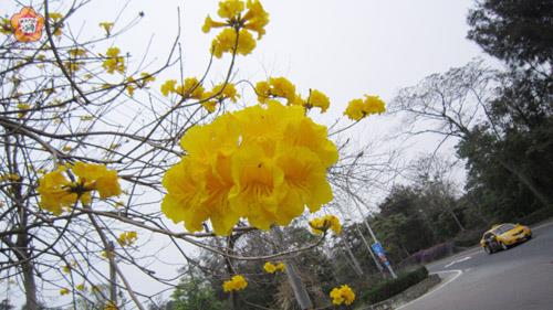 黃金風鈴木的花朵黃燦燦、金煌煌地開了！（張建騰攝）