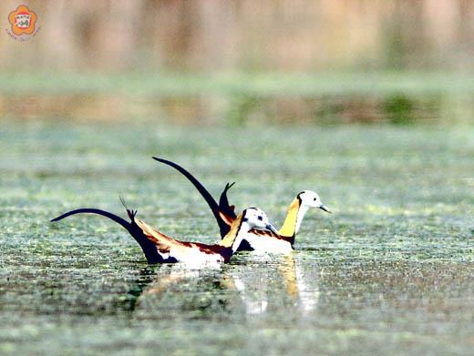 金門縣野鳥學會鳥友近日在金門國家公園慈湖園區發現珍貴稀有保育鳥類「水雉」。（許進西提供）