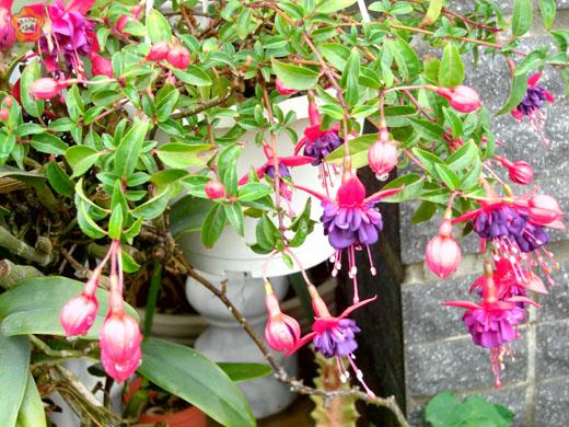 吊鐘花賞心悅目