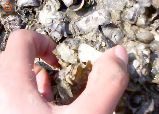   牡蠣可以吸收重金屬，消波、減碳……。（金門農工提供）