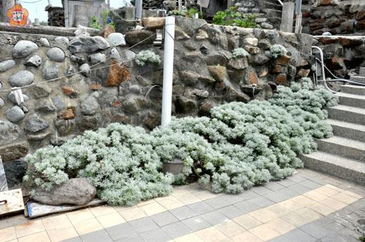 海芙蓉烏坵吉祥植物
楊水詠/圖文