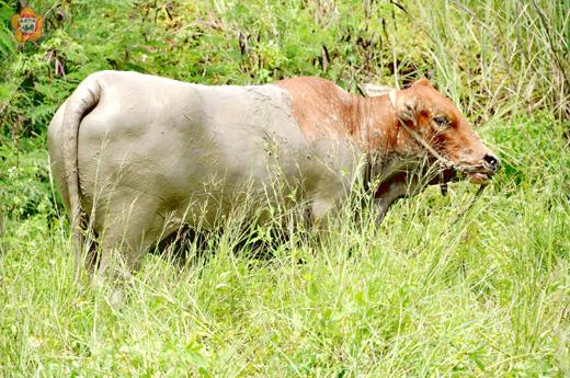 這隻有胎氣的黃牛為了喝水墜入沼地，被救起後，成了泥牛。（張建騰攝）