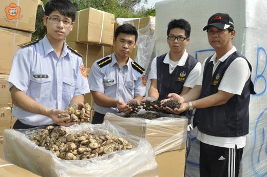   海巡署金門機動查緝隊昨日於料羅碼頭查獲高雄籍「上和壹號」貨船，涉嫌走私大陸農產品案，逮捕六名船員，全案依違反懲治走私條例、海關緝私條例移送法辦。（陳麗妤攝）