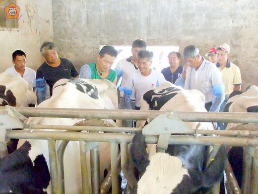 畜試所辦理肉牛飼養教育訓練，民眾與會吸取新知，並在蕭火成醫師（左三）指導下進行人工授精實習觸診操作。（陳麗妤攝）
