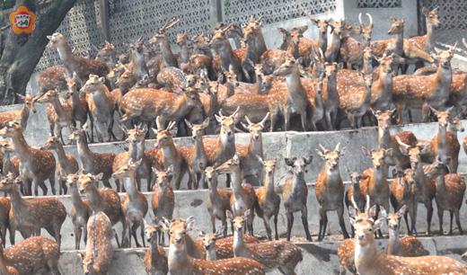   金門縣畜產試驗所昨公布與台灣師範大學生命科學系、墾丁國家公園管理處等歷時兩年之研究結果，所內保留純種台灣梅花鹿群，極具觀光與研究價值。（陳麗妤攝）