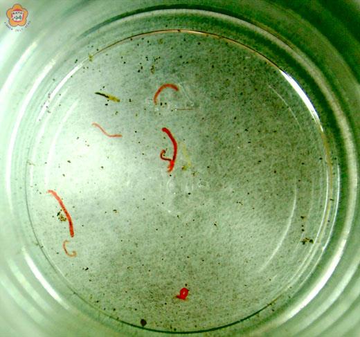 金湖水質惡化，鎮代表質疑自來水中出現紅蟲。（張建騰攝）